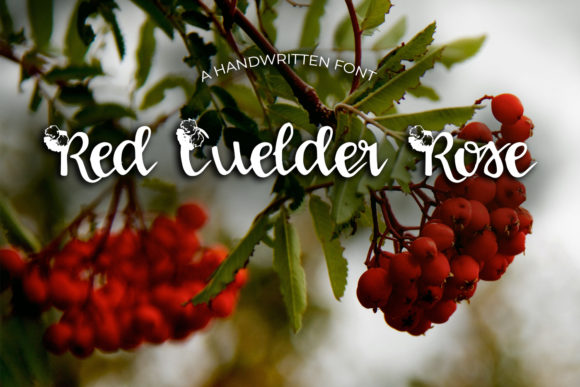 Red Guelder Rose: A Delicate Script for Creative Brands